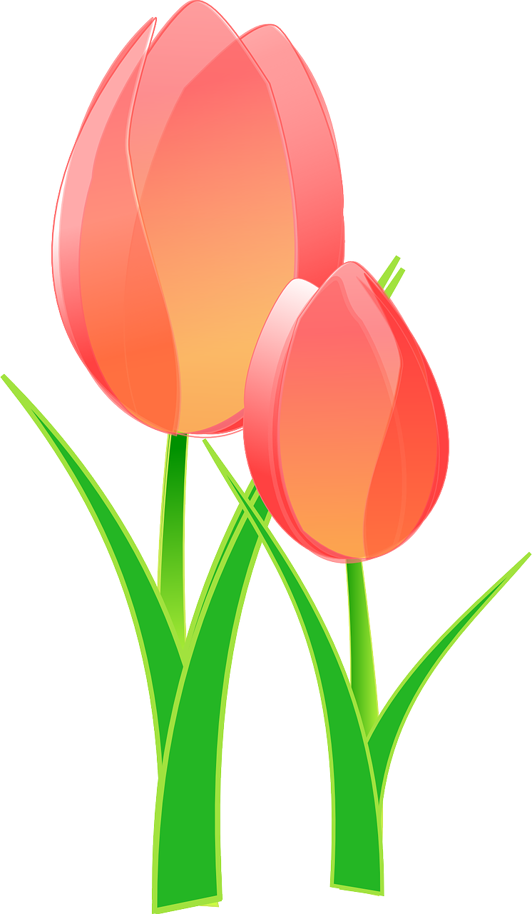 Vibrant Tulips Illustration PNG Image