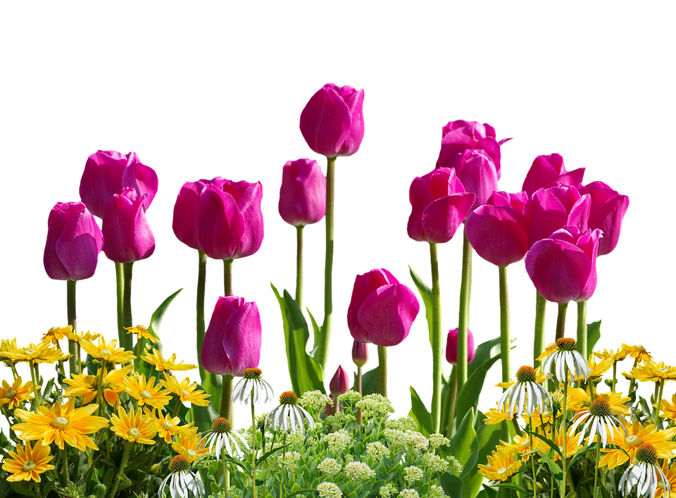 Vibrant Tulips Over Spring Flowers PNG Image