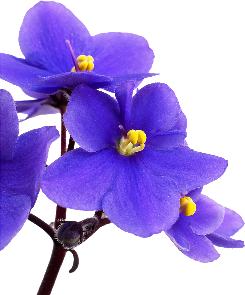 Vibrant Violet Flowers PNG Image