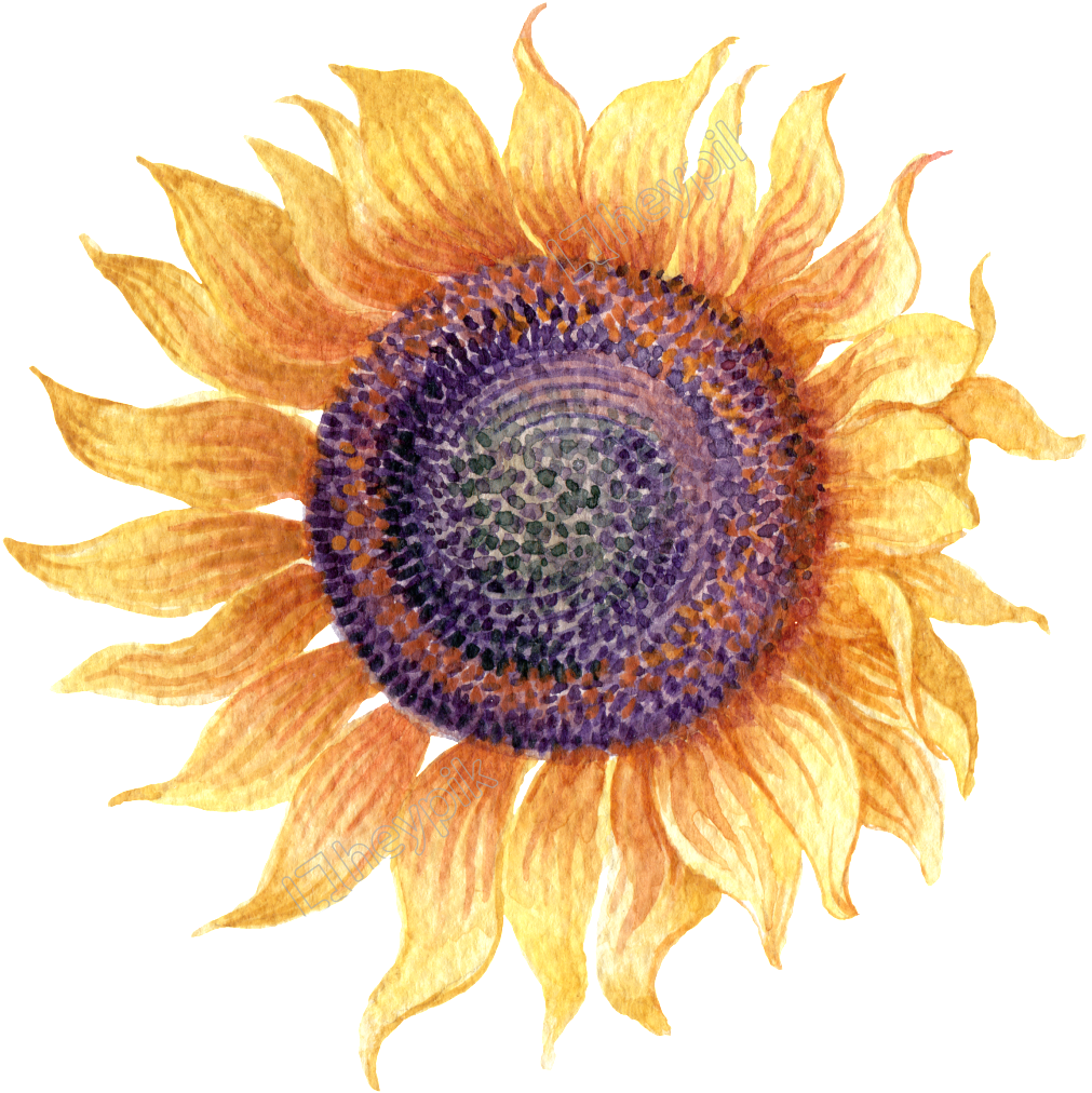 Vibrant Watercolor Sunflower Art PNG Image