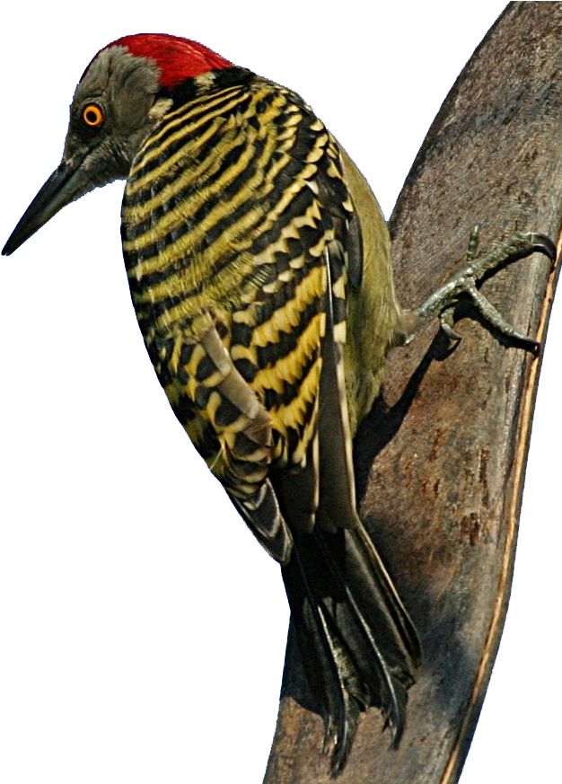 Vibrant Woodpecker On Tree PNG Image