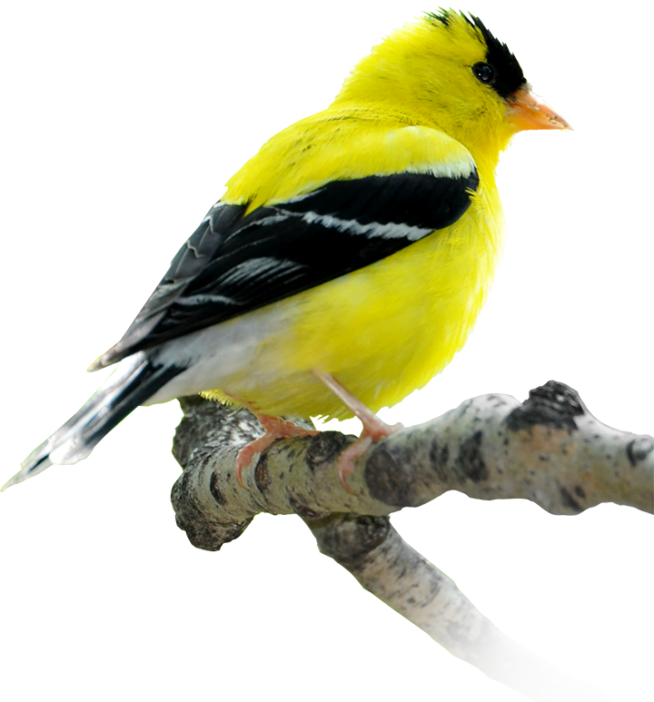 Vibrant Yellow Bird Perched PNG Image