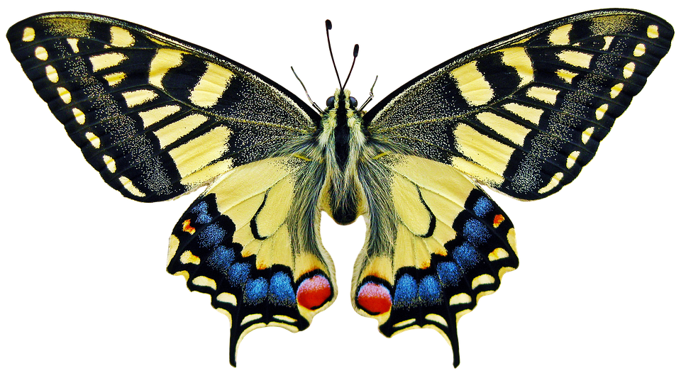 Vibrant Yellow Butterfly Transparent Background PNG Image