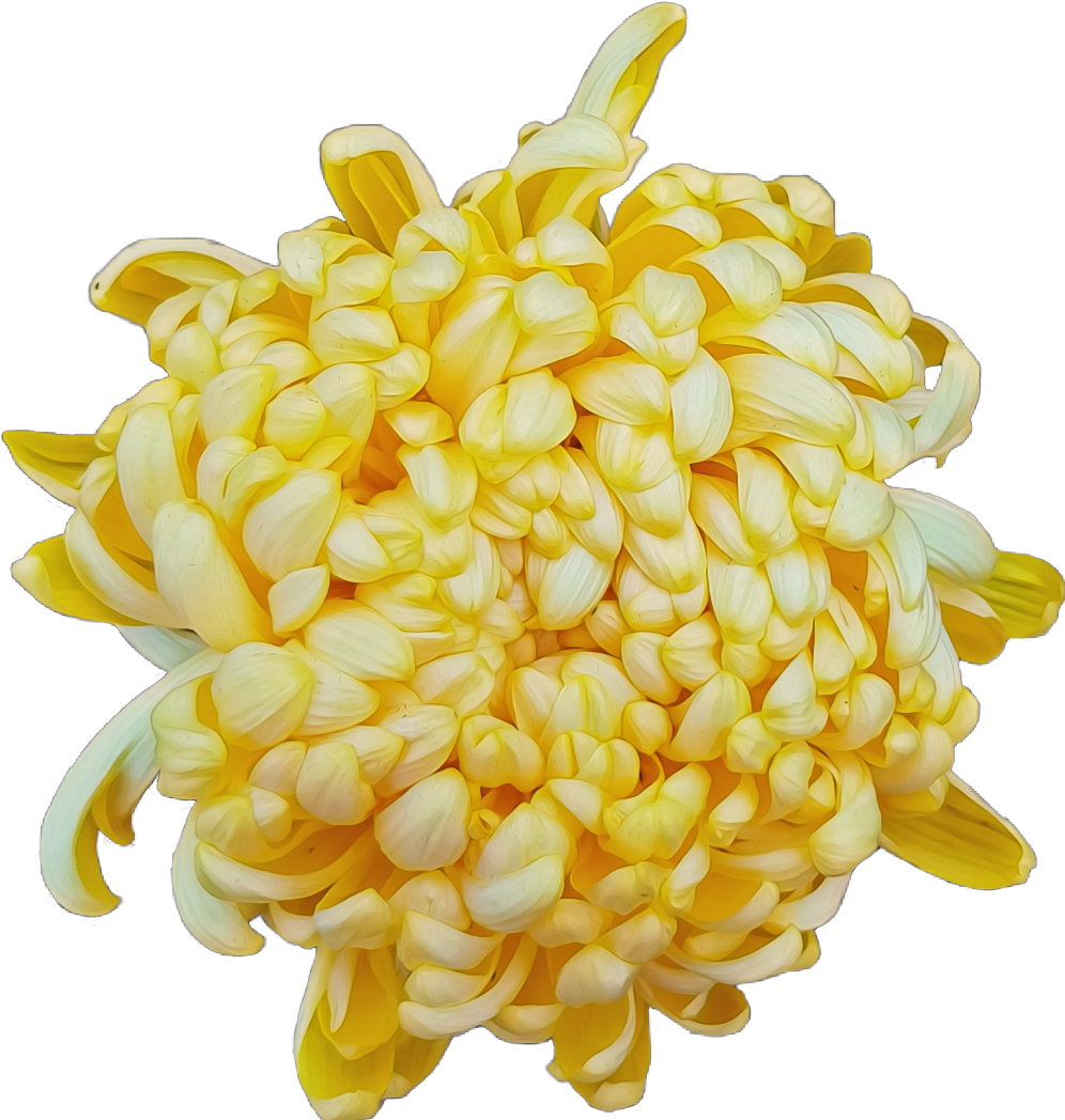 Vibrant Yellow Chrysanthemum Flower PNG Image