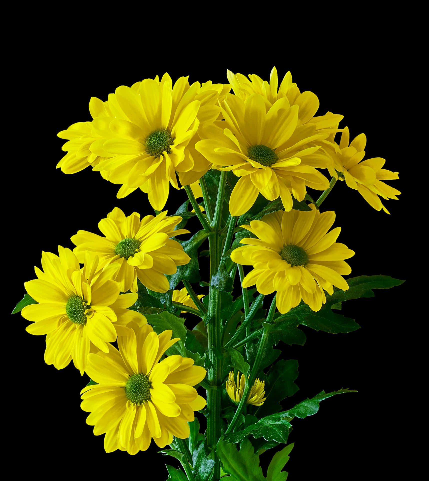 Vibrant Yellow Chrysanthemums PNG Image