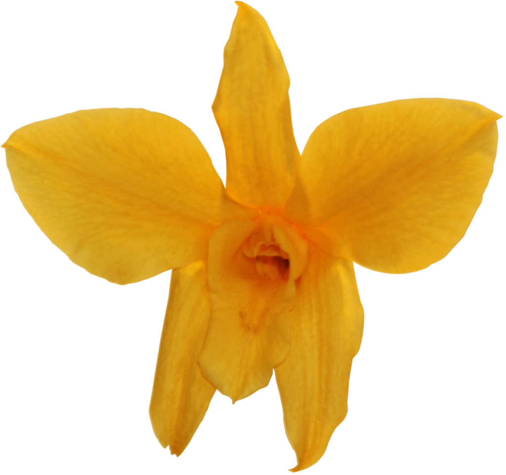 Vibrant Yellow Daffodil Flower PNG Image