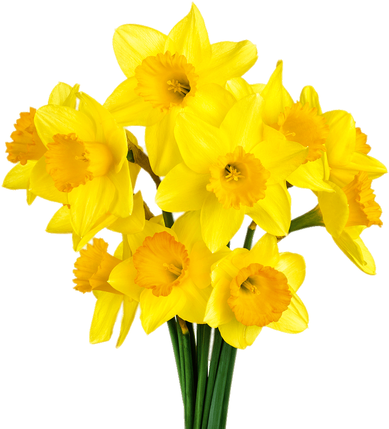 Vibrant Yellow Daffodils Bouquet PNG Image