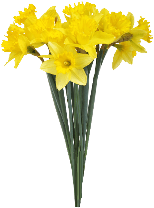 Vibrant_ Yellow_ Daffodils_ Bouquet.png PNG Image