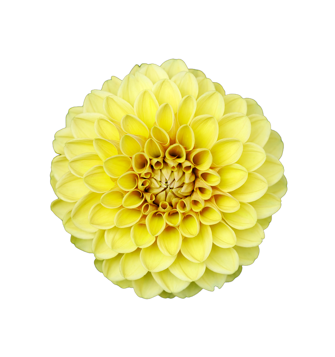 Vibrant Yellow Dahlia Flower PNG Image