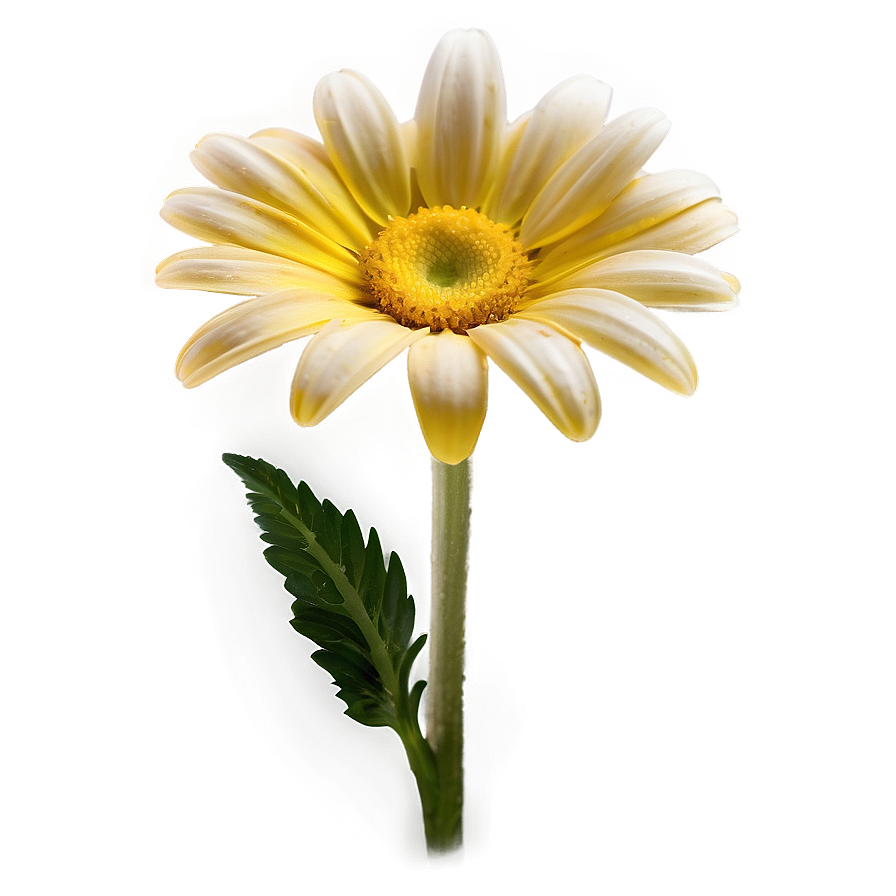 Vibrant Yellow Daisy Flower Png Adl77 PNG Image