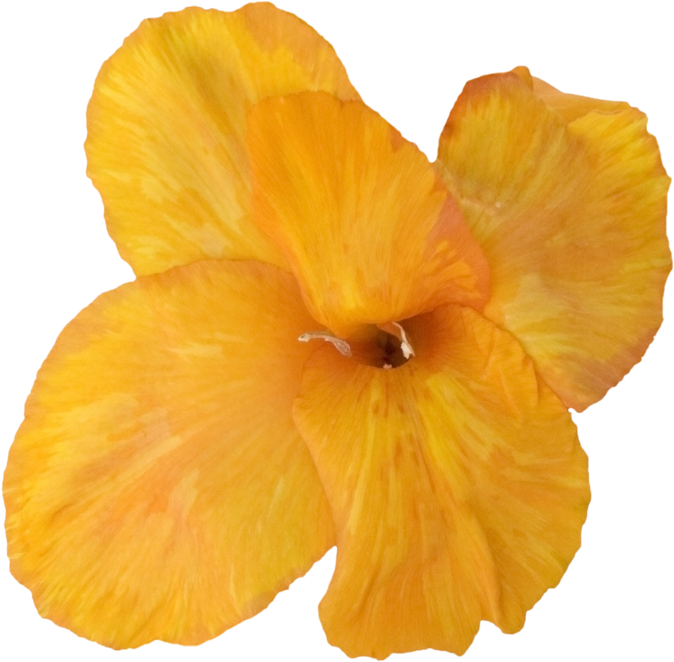 Vibrant Yellow Gladiolus Bloom PNG Image