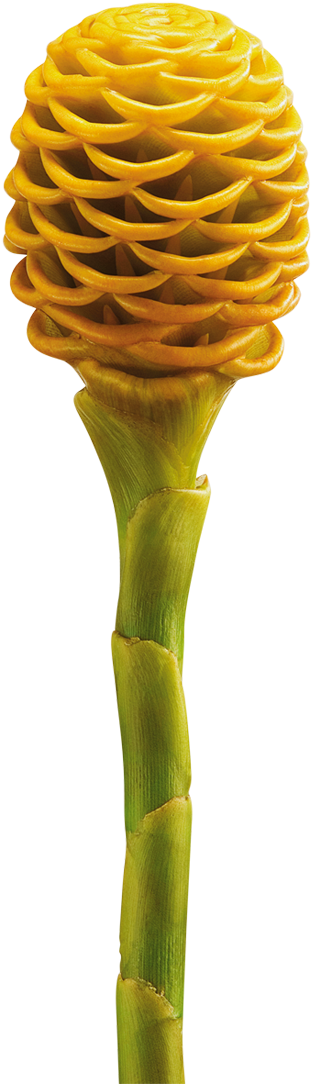 Vibrant Yellow Hawaiian Ginger Flower PNG Image