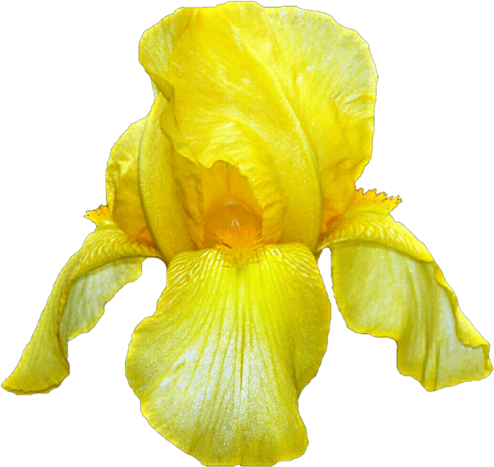 Vibrant Yellow Iris Flower PNG Image