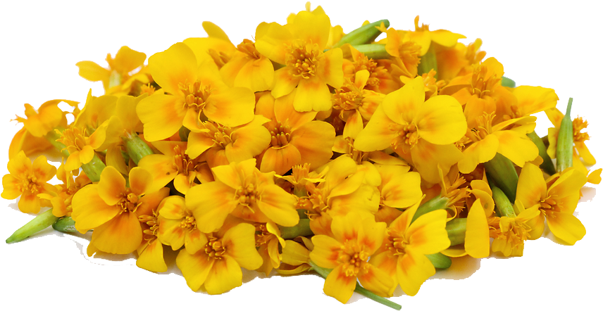 Vibrant Yellow Marigold Cluster.png PNG Image