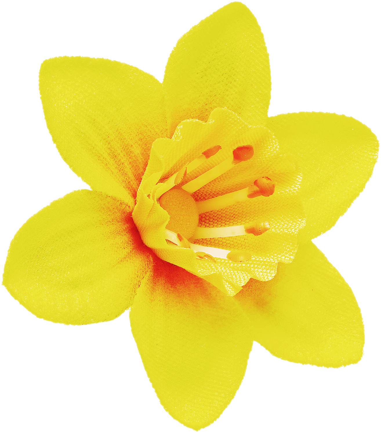 Vibrant Yellow Narcissus Flower PNG Image