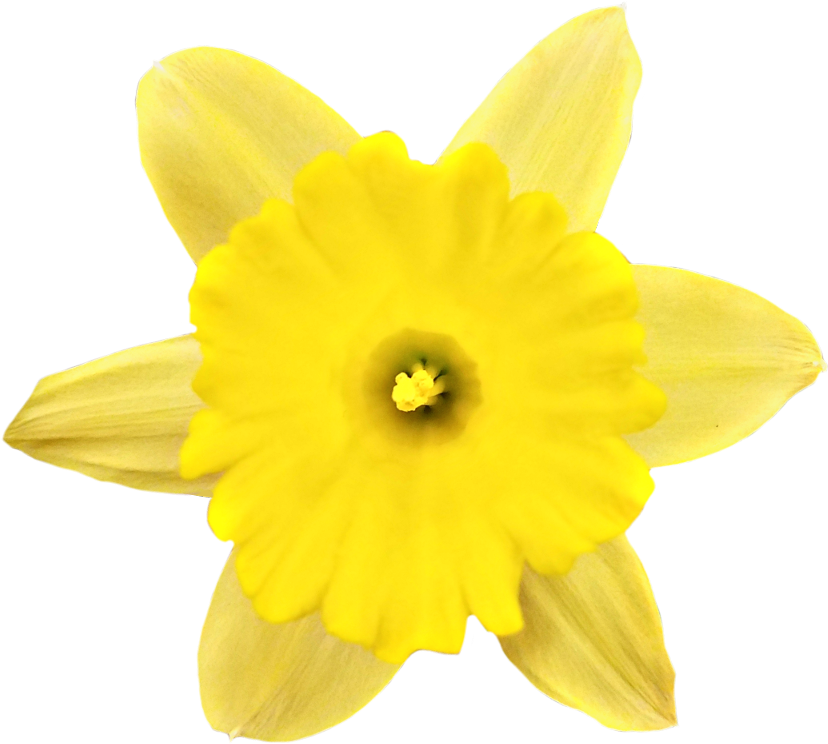 Vibrant Yellow Narcissus Flower PNG Image