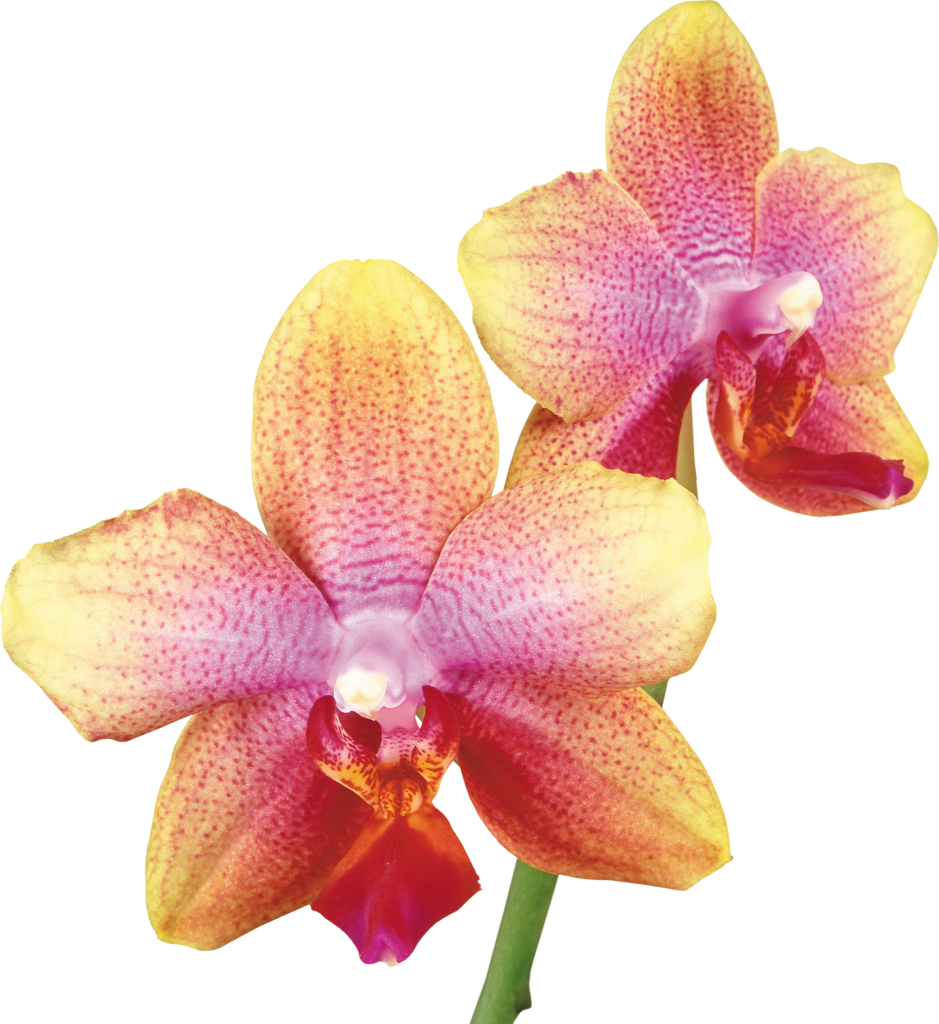 Vibrant_ Yellow_ Pink_ Orchids PNG Image