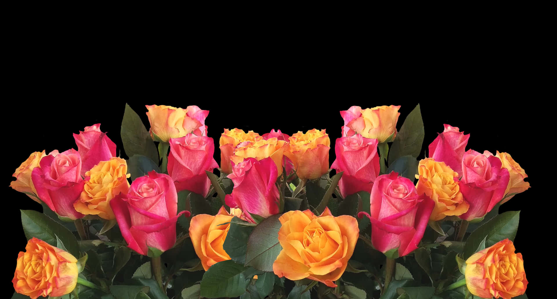 Vibrant Yellow Pink Roses Black Background.jpg PNG Image