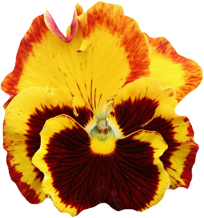 Vibrant Yellow Red Pansy Flower PNG Image