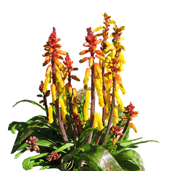 Vibrant Yellow Red Tropical Flowers PNG Image