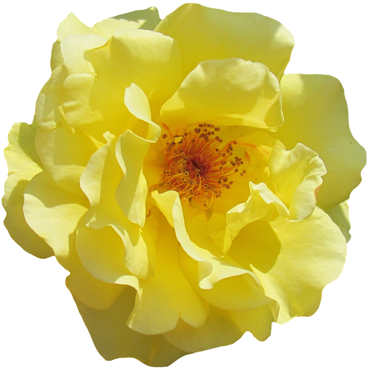 Vibrant Yellow Rose Black Background PNG Image