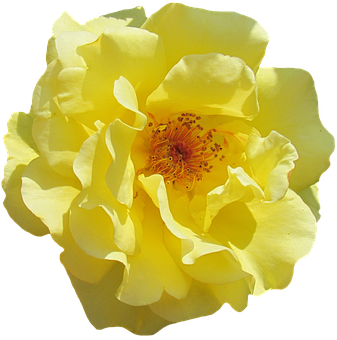 Vibrant Yellow Rose Isolated PNG Image