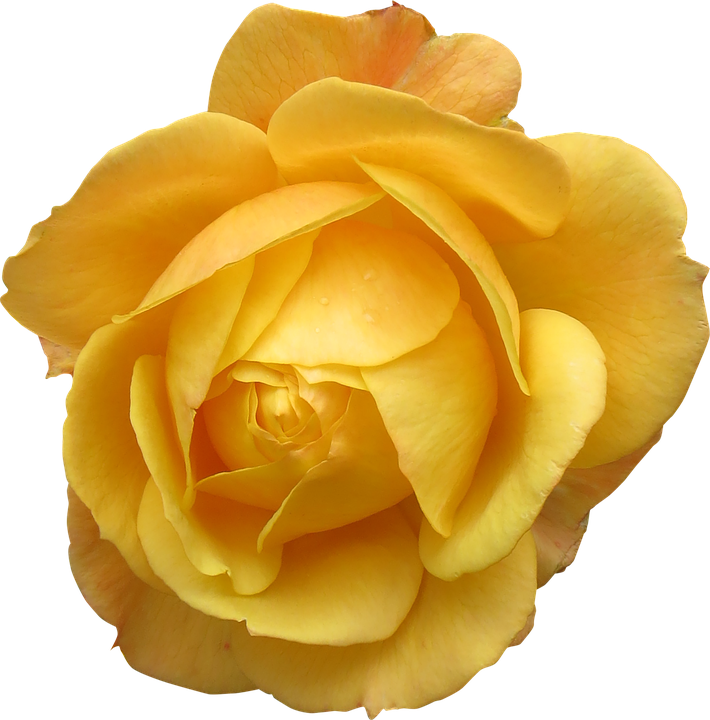 Vibrant Yellow Rose Isolated.png PNG Image