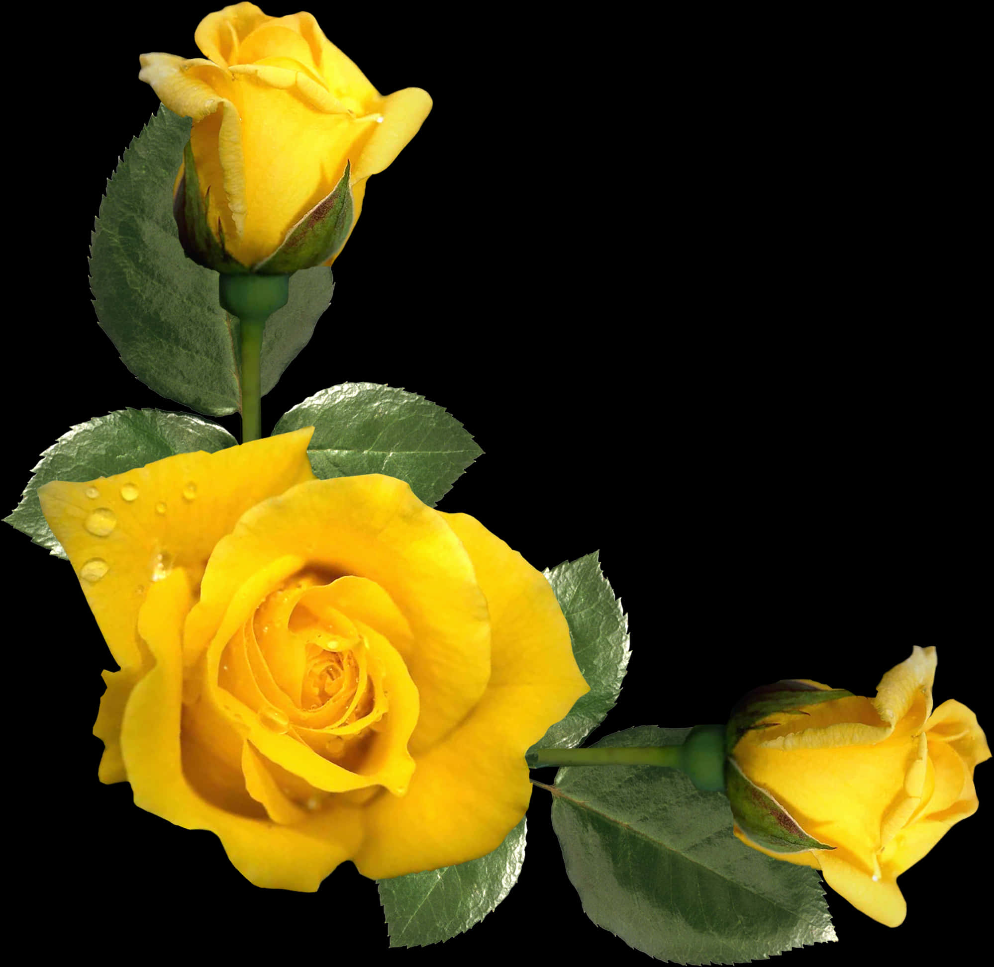 Vibrant Yellow Roses Floral Display PNG Image