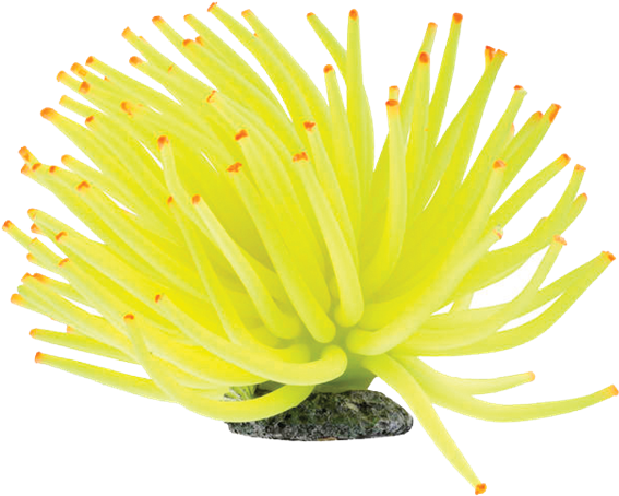 Vibrant Yellow Sea Anemone PNG Image