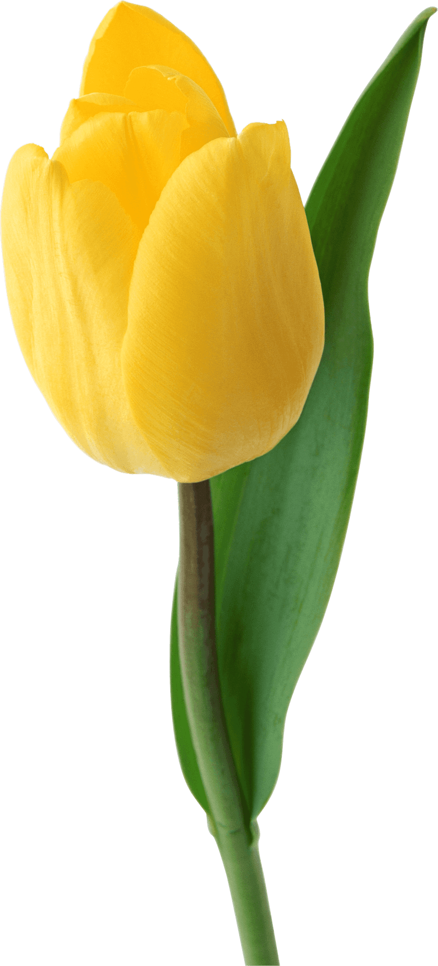 Vibrant Yellow Tulip Single Bloom PNG Image