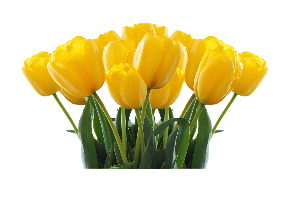 Vibrant Yellow Tulips Bouquet PNG Image