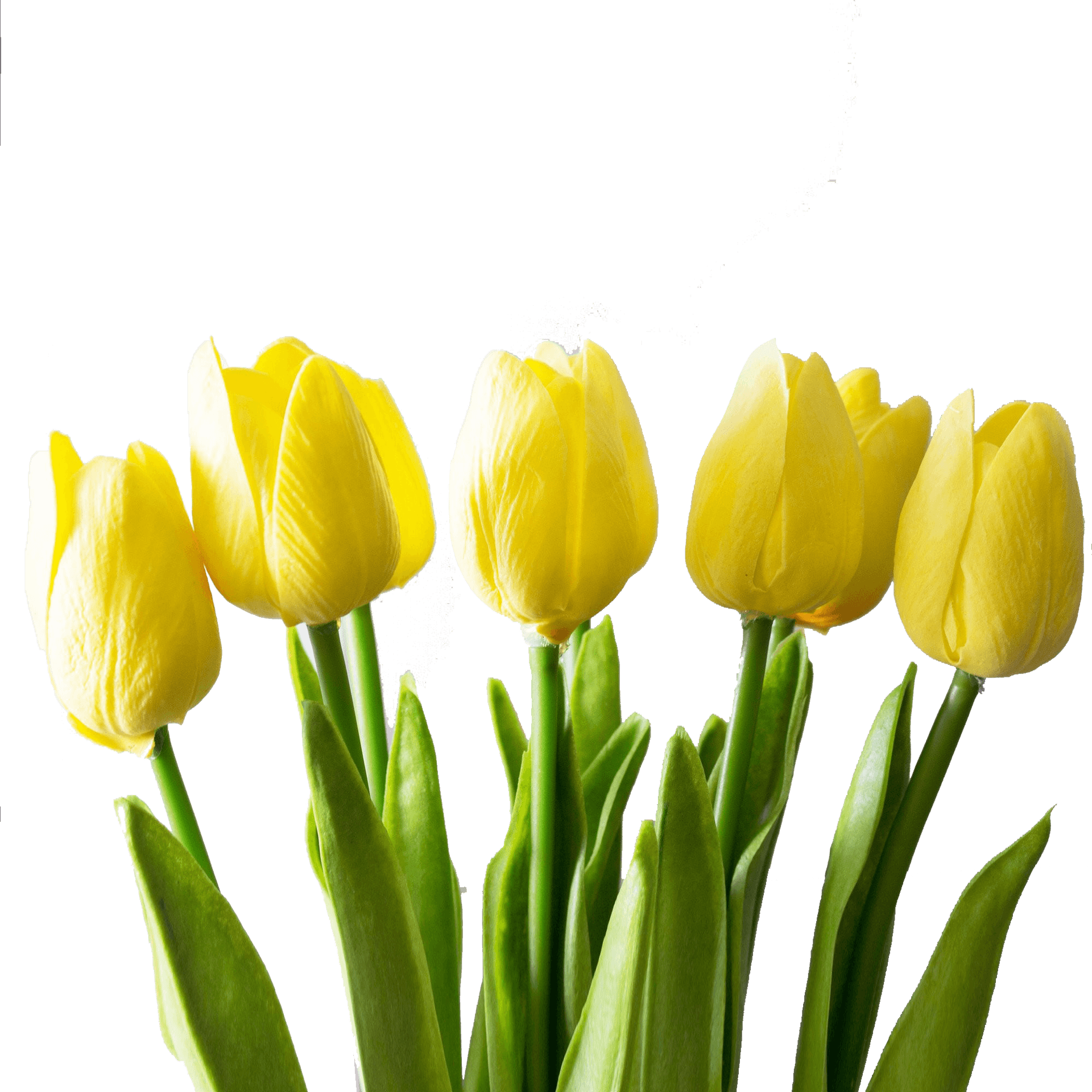 Vibrant Yellow Tulipson Grey PNG Image