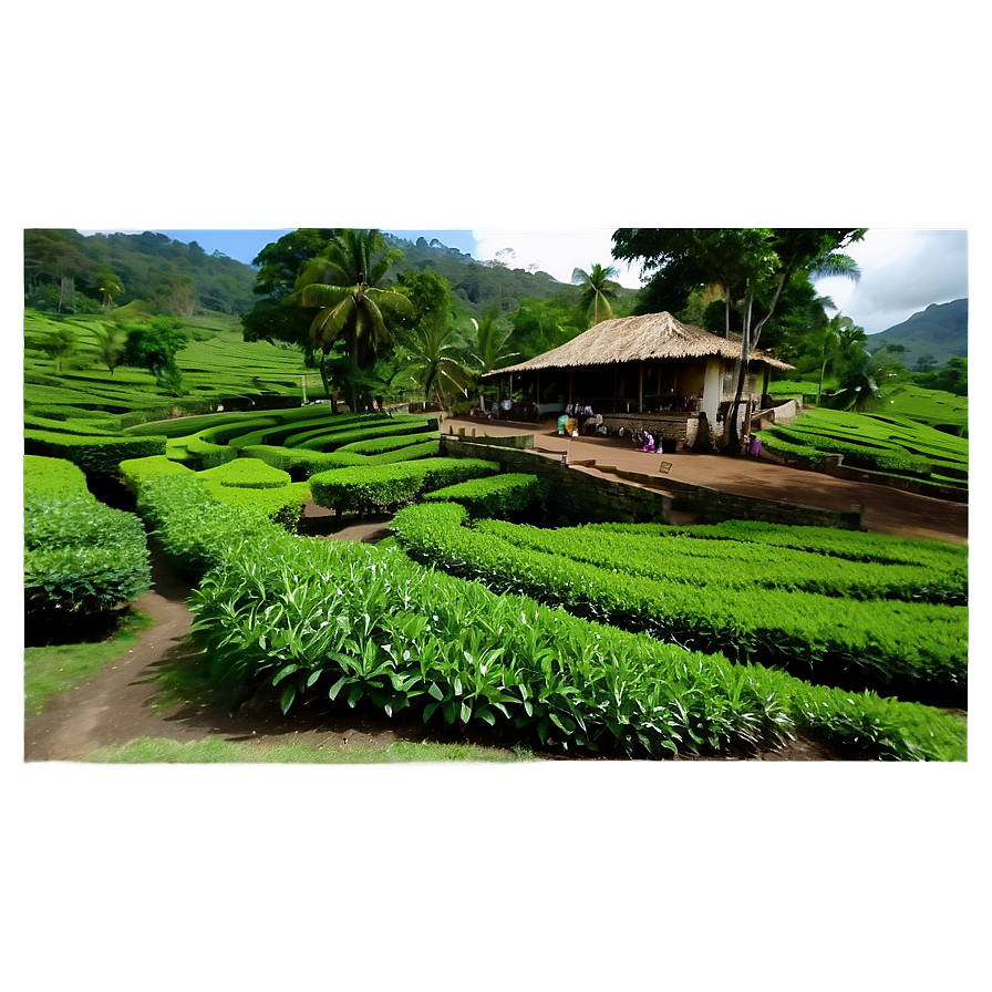 Village Tea Garden Png Bfe PNG Image