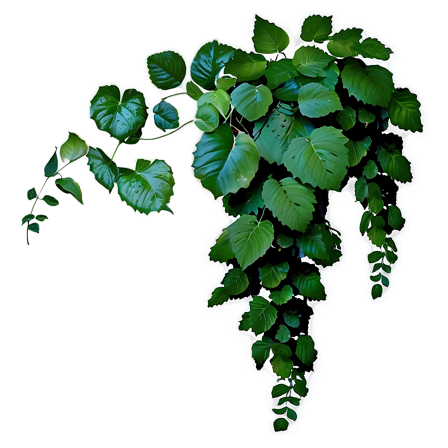 Vines C PNG Image