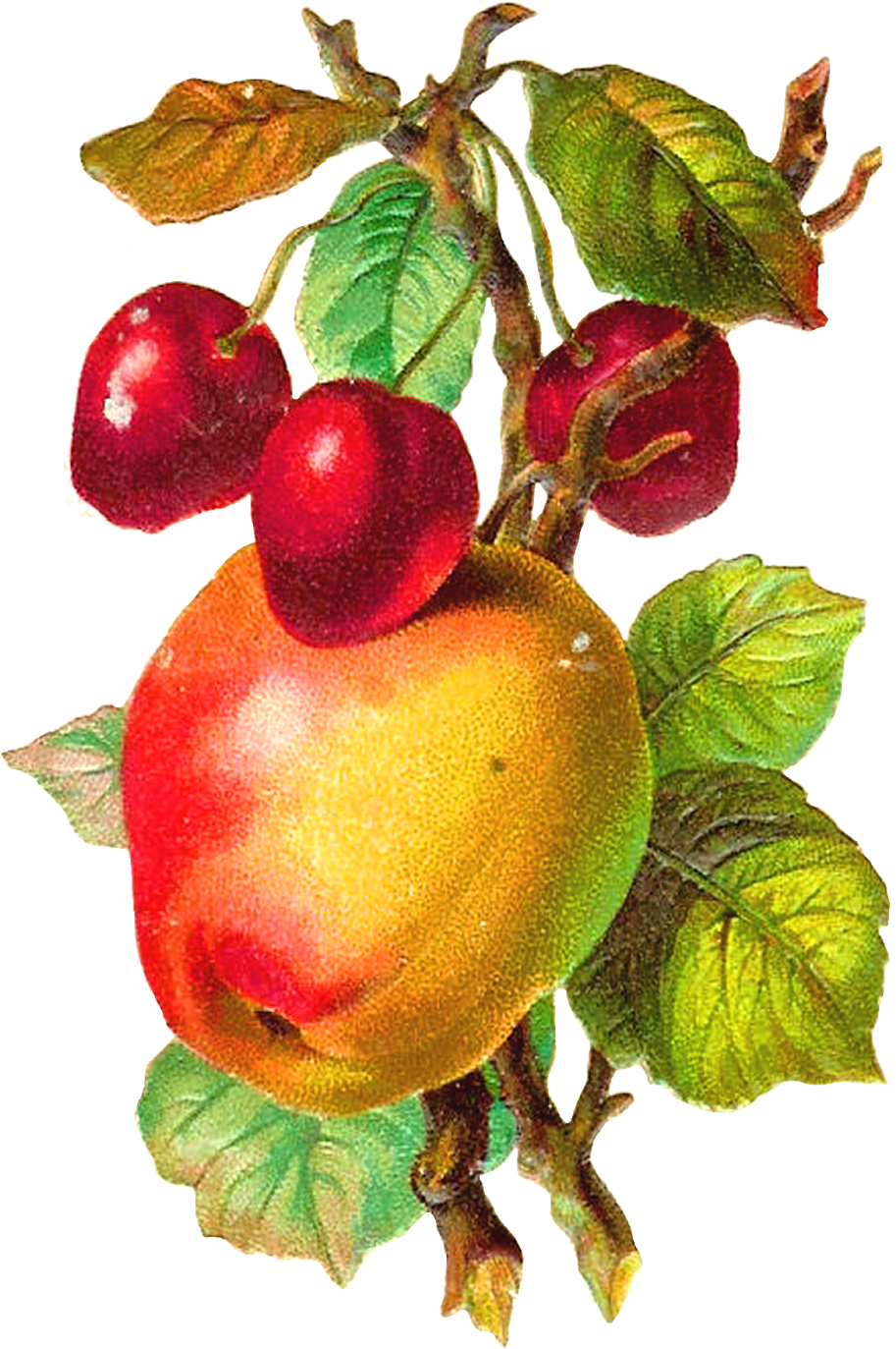 Vintage_ Apple_and_ Cherries_ Branch PNG Image