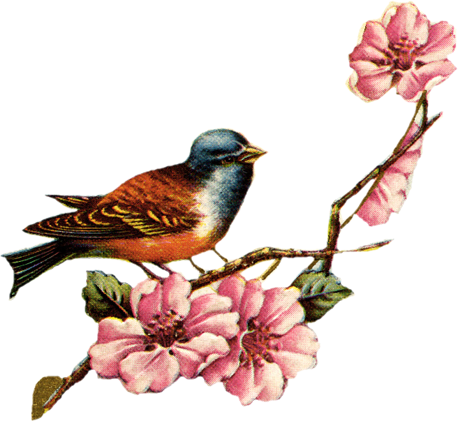 Vintage Birdand Pink Flowers Illustration PNG Image