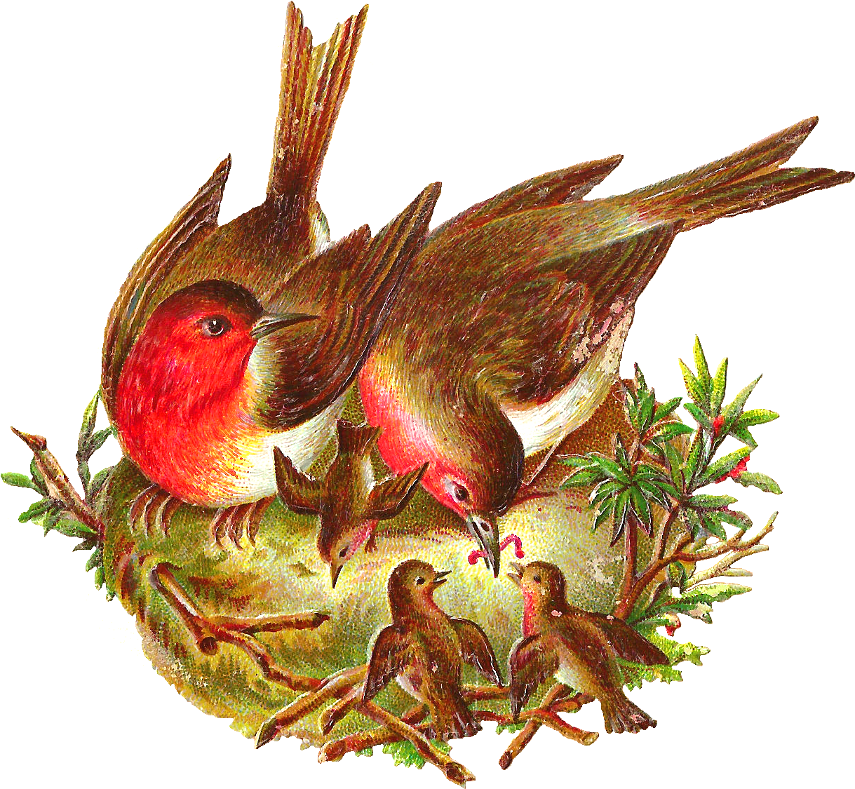 Vintage Birds Feeding Chicksin Nest PNG Image