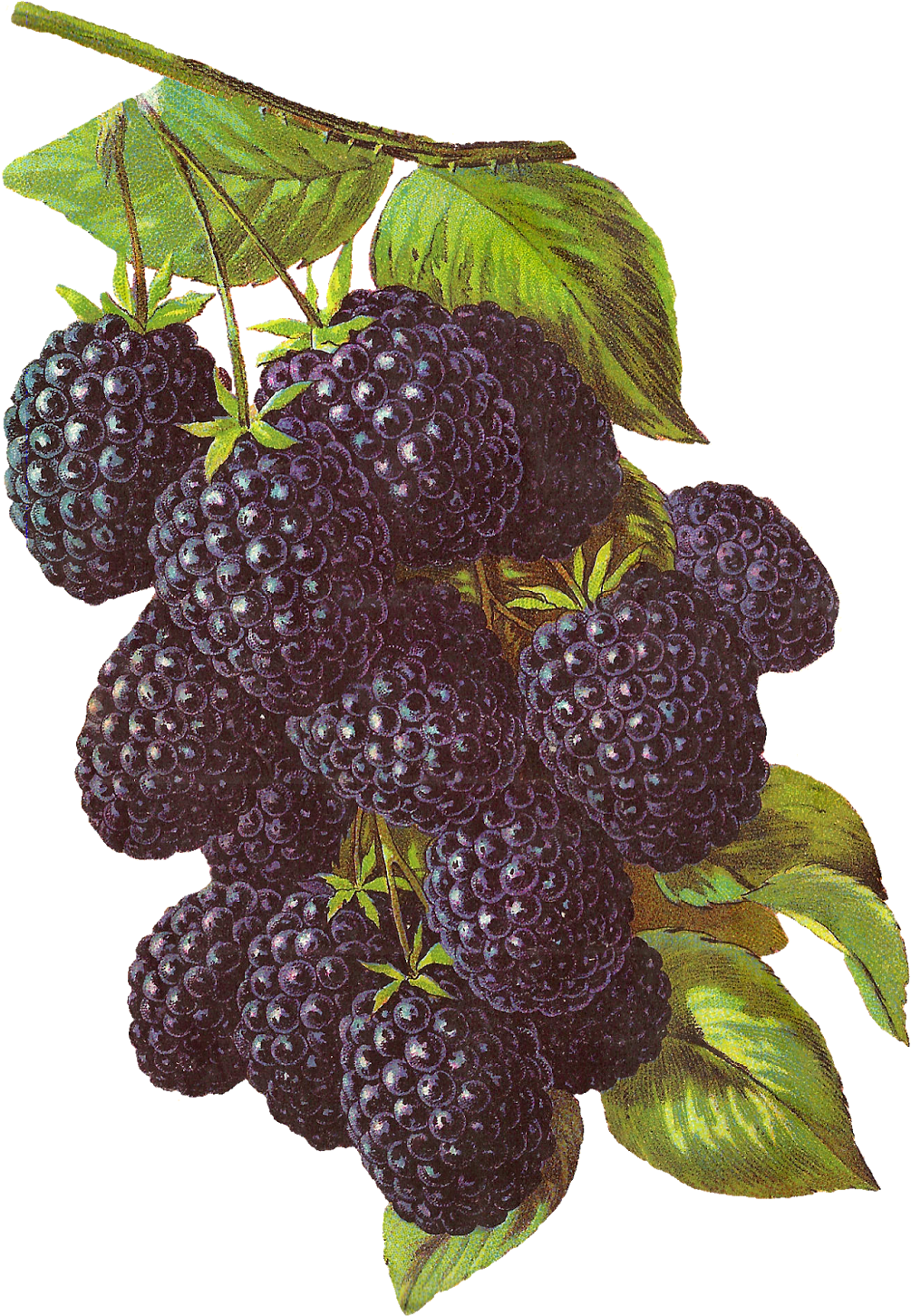 Vintage Blackberry Illustration PNG Image