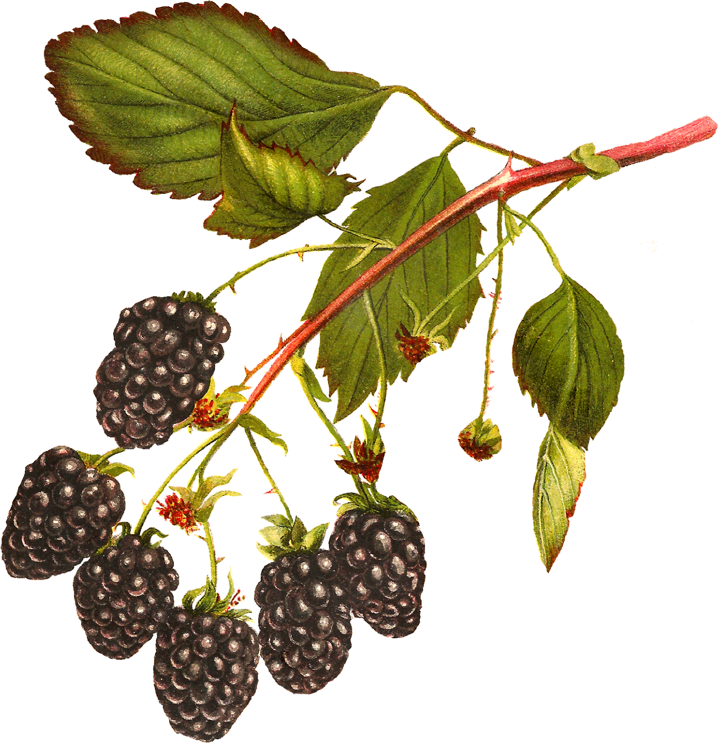 Vintage Blackberry Illustration PNG Image