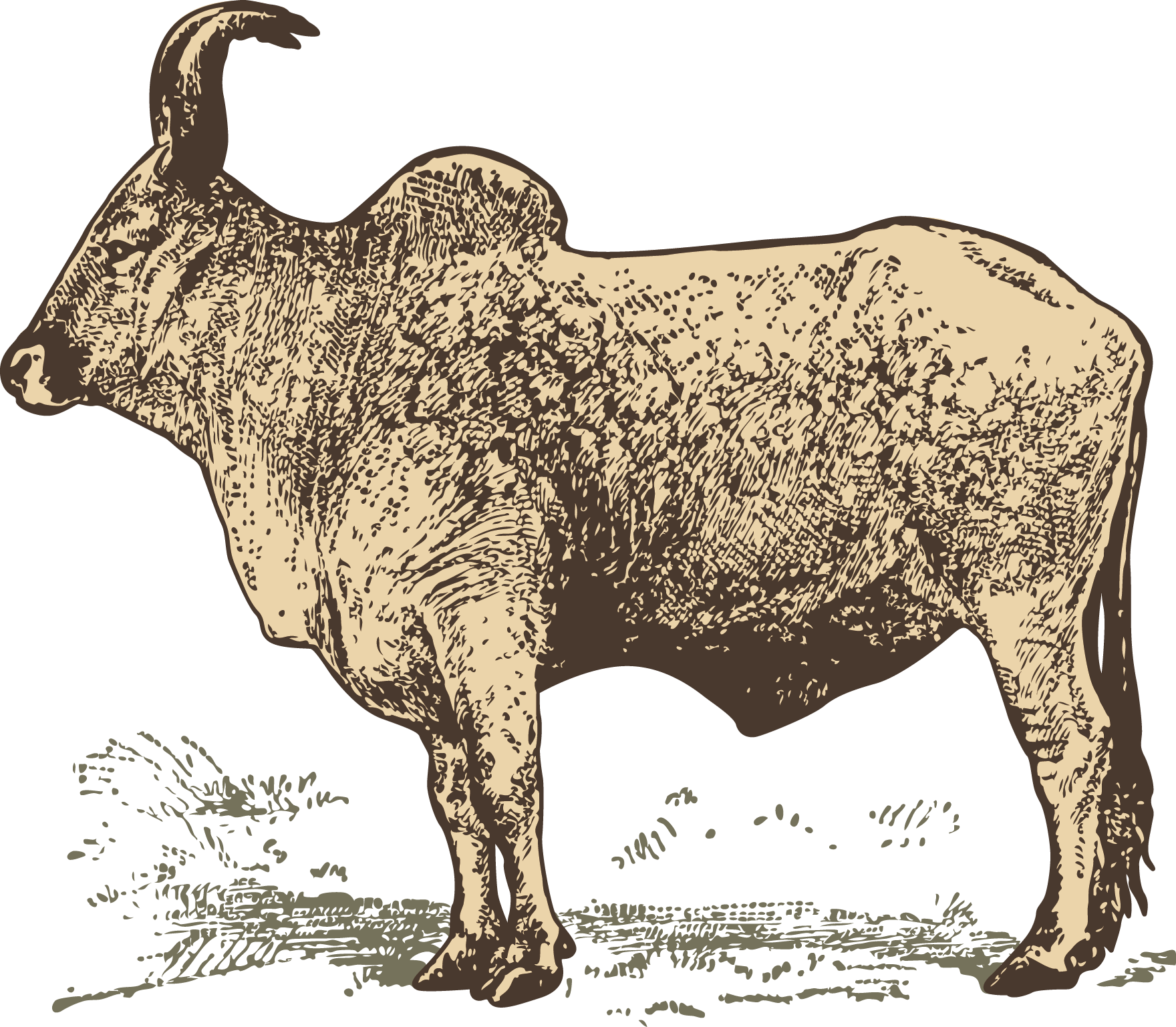 Vintage Buffalo Illustration PNG Image