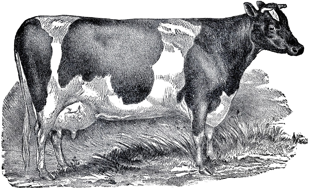 Vintage Cattle Illustration PNG Image