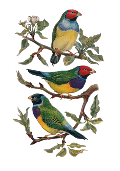 Vintage Colorful Birds Illustration PNG Image