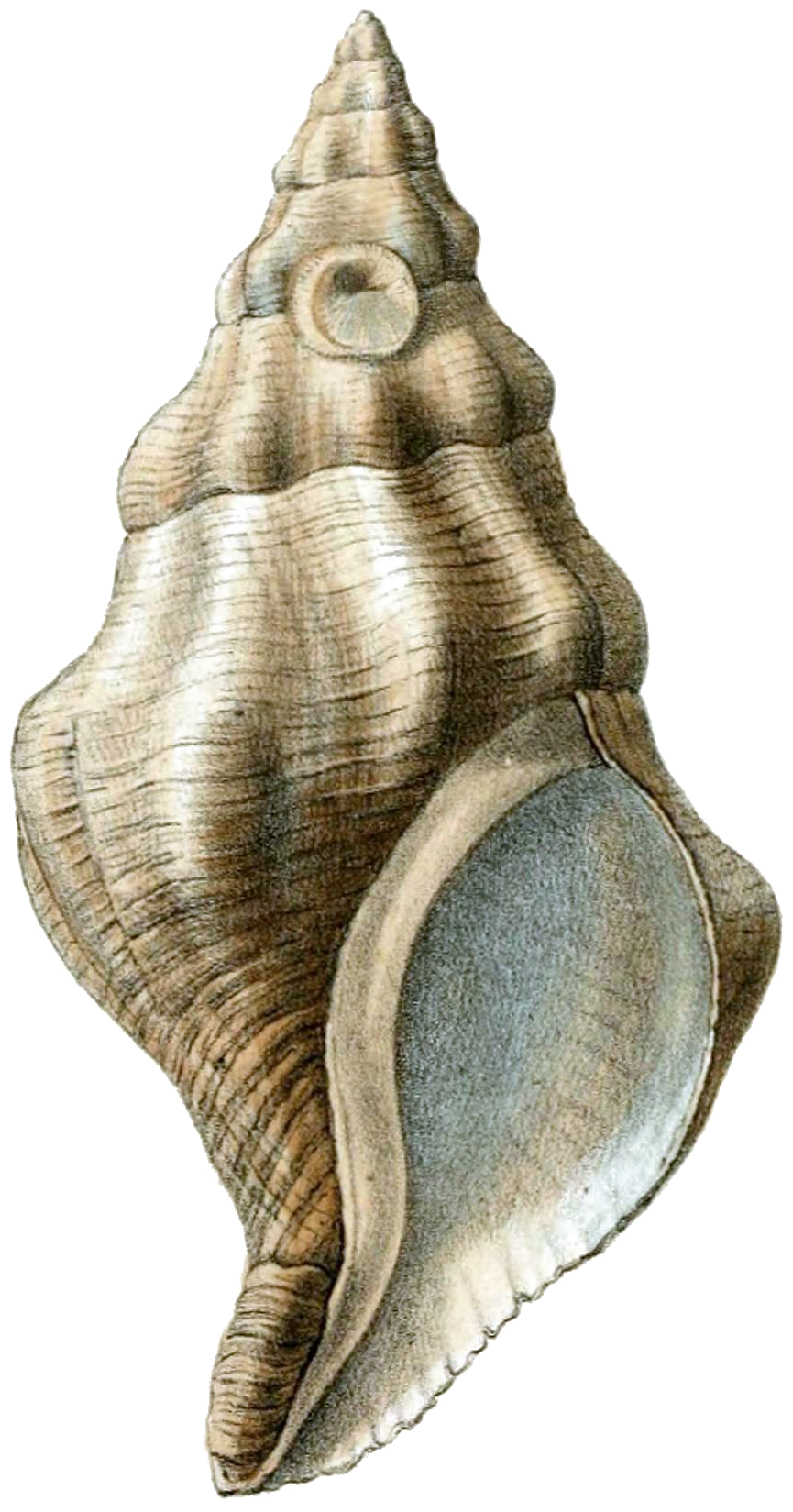 Vintage Conch Shell Illustration PNG Image