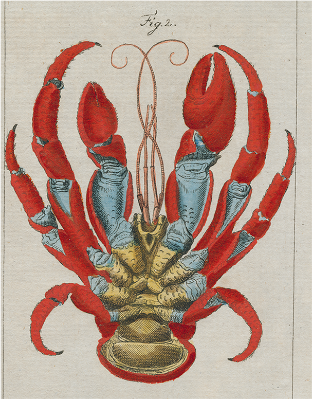 Vintage Crayfish Illustration PNG Image