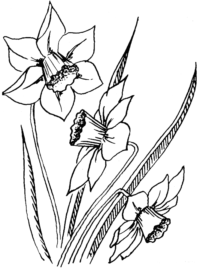 Vintage Daffodil Sketch PNG Image