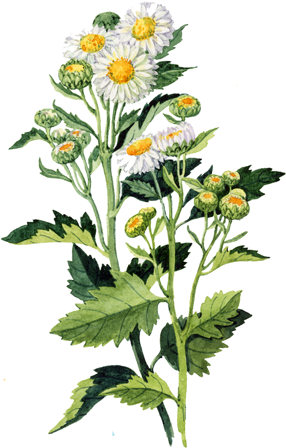 Vintage Daisy Illustration PNG Image