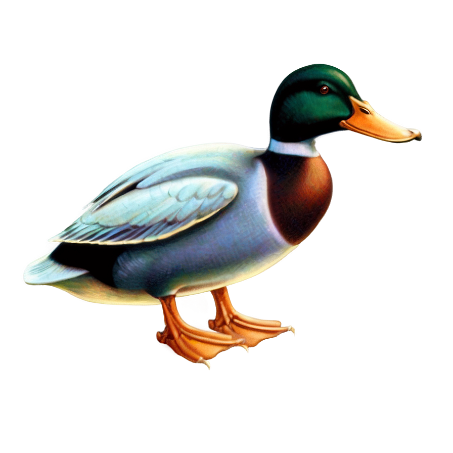 Vintage Duck Illustration Png Vrp30 PNG Image