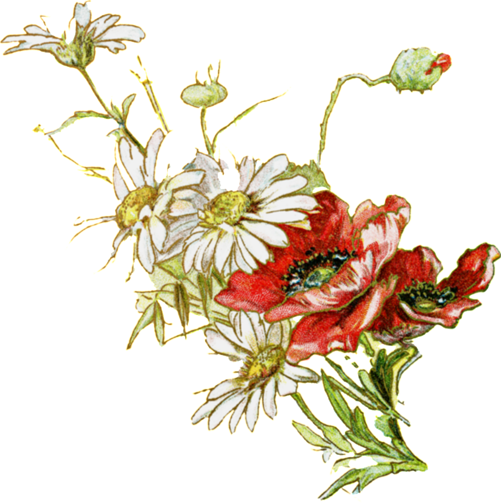 Vintage Floral Illustration Chrysanthemums PNG Image