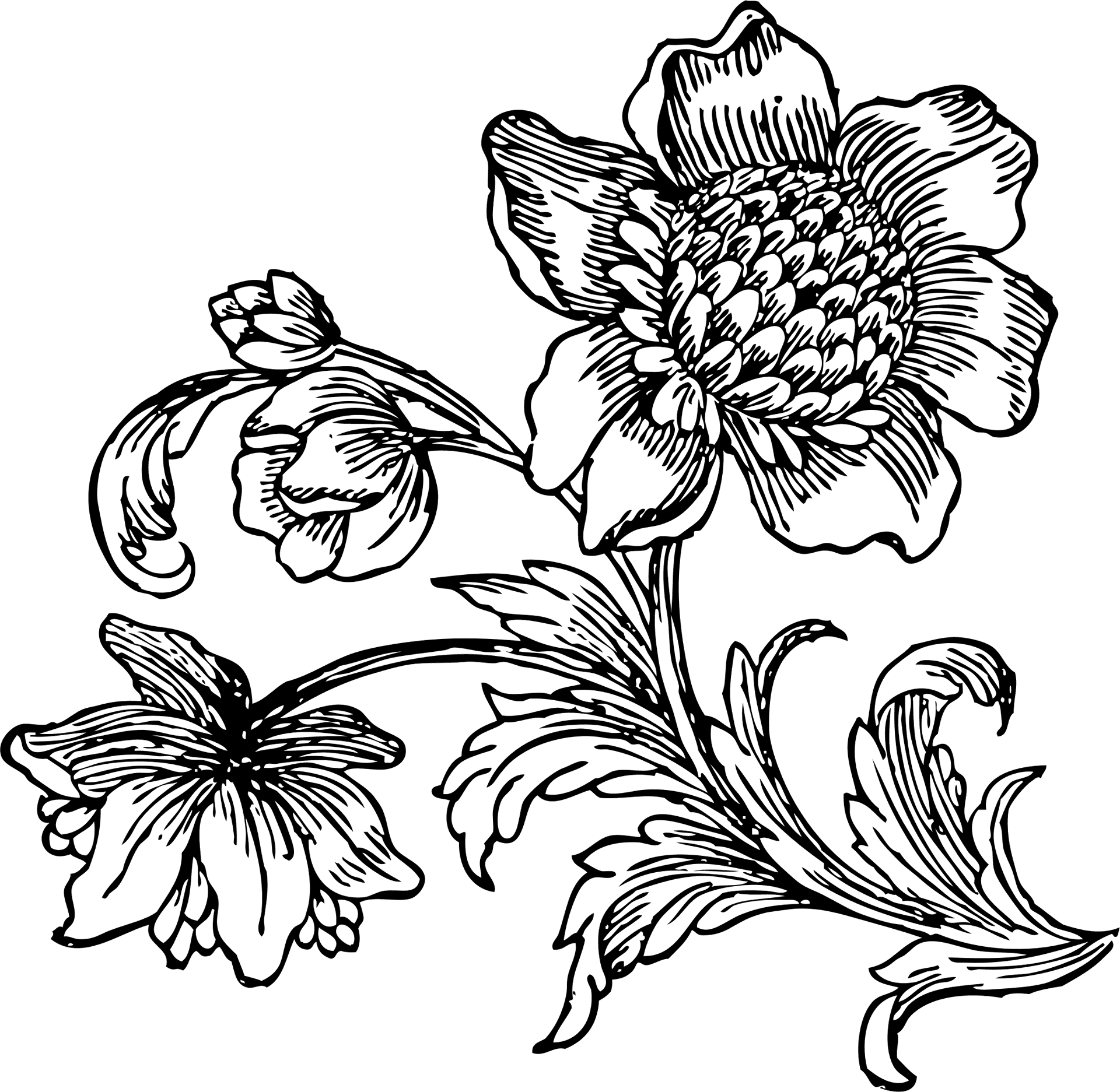 Vintage Floral Sketch PNG Image