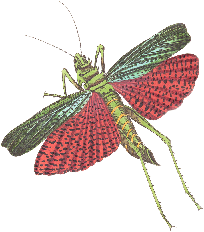 Vintage Grasshopper Illustration PNG Image